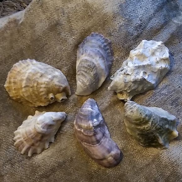 50 Beautiful Sunbleached Oyster Shells - Picture 1 of 2